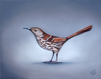 Contemplation: Brown Thrasher